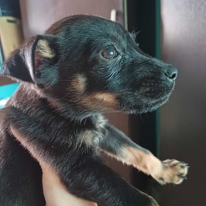 Щенок в любящую семью