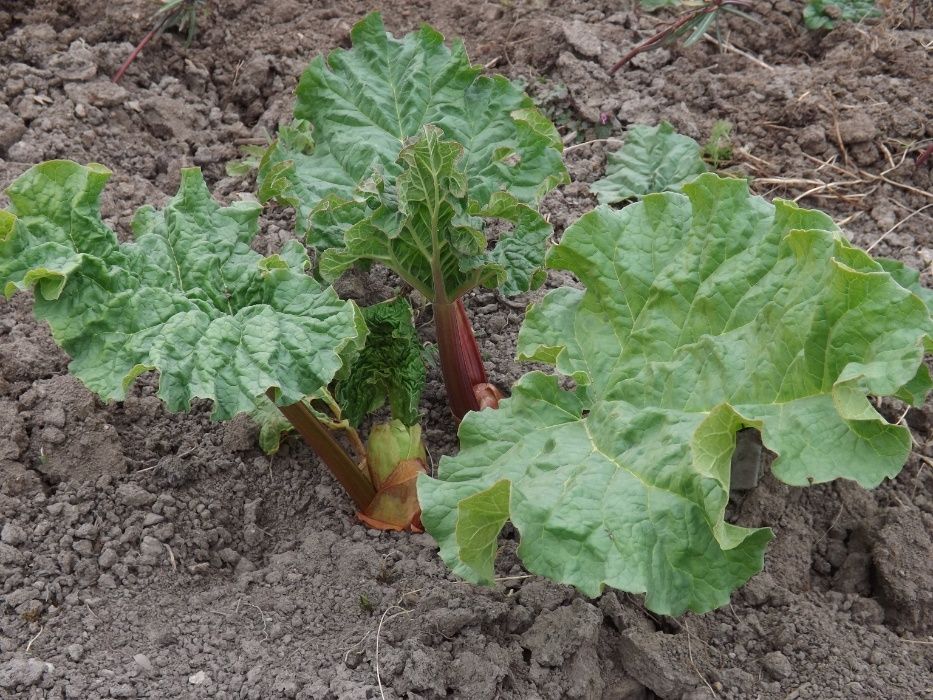 Producator vand coroana de rubarba , revent , rabarbar aclimatizata