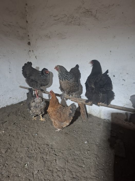 Продам  куры домашние