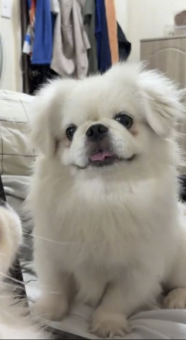 Щеночки пекинеса