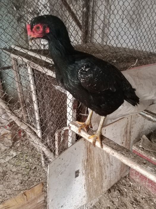 Qora tullak tovuq bartera qilaman narmani oq tulak tovuqqa bosa barter