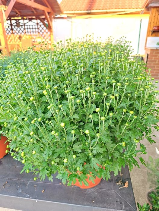 Crizanteme Multiflora ghiveci tufe mari – Producător Gorj (pline de boboci)