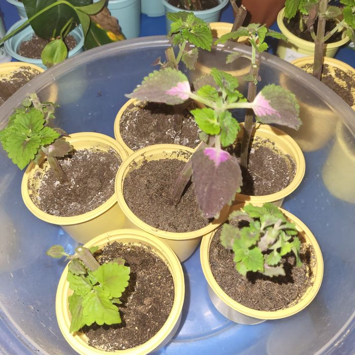 Комнатные растения