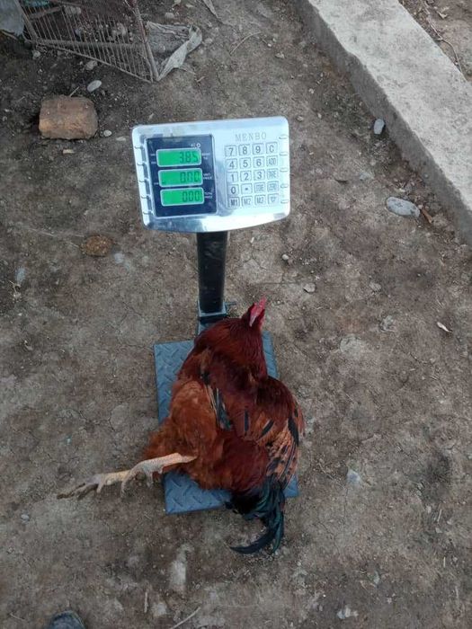 KARESKIY XANXYAP3 ser tuxum va goʻsht yoʻnalishidagi tovuqlar