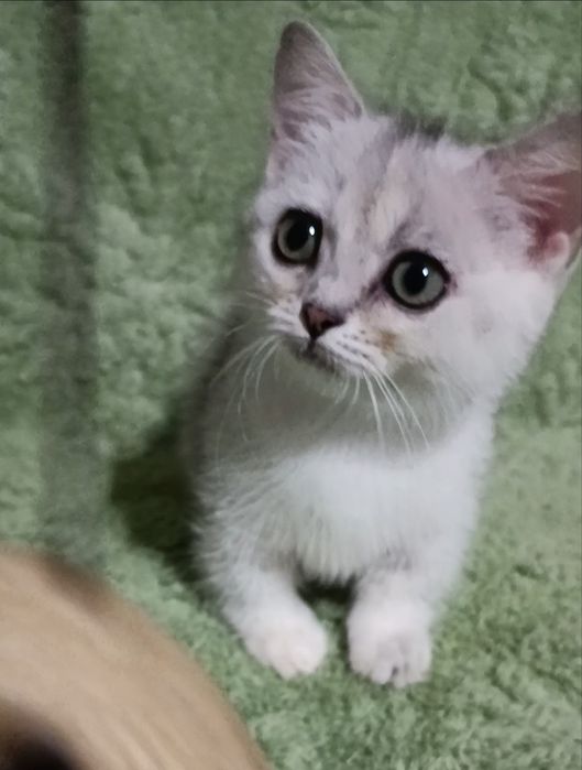 Малышка манчкин серебряная шиншилла