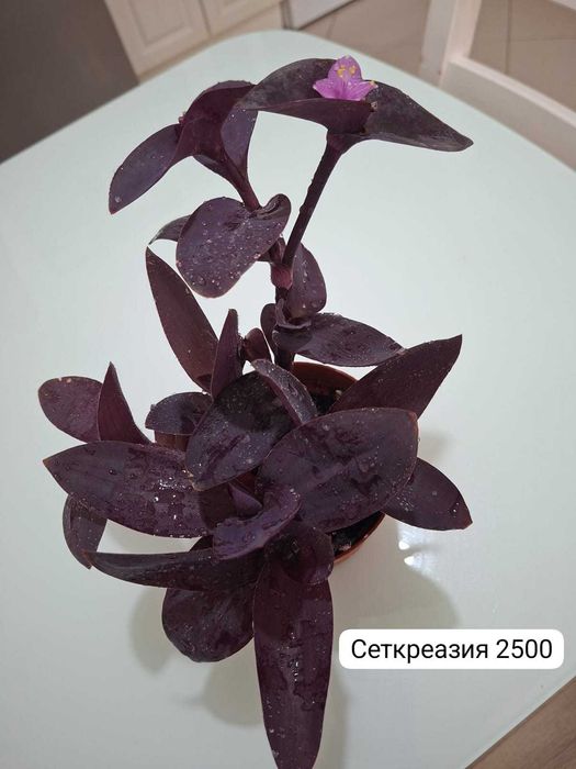 Продам домашние растения