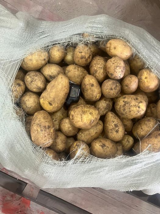 Продажа картофеля сорта Гала и Коломбо