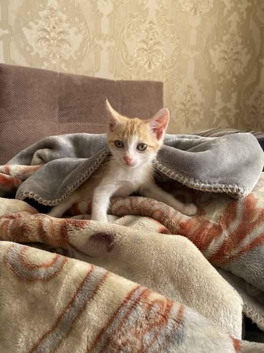 Котята мальчики ищут дом