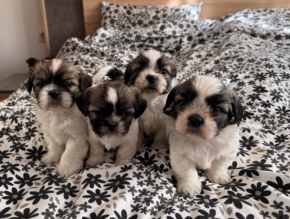 Кученца ши-тцу, кучета, куче, кученце