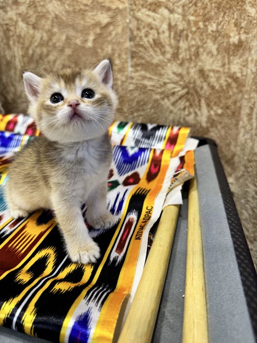 Продаются пухлые котятки, шиншилла