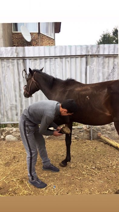 Подкова тағашы коваль