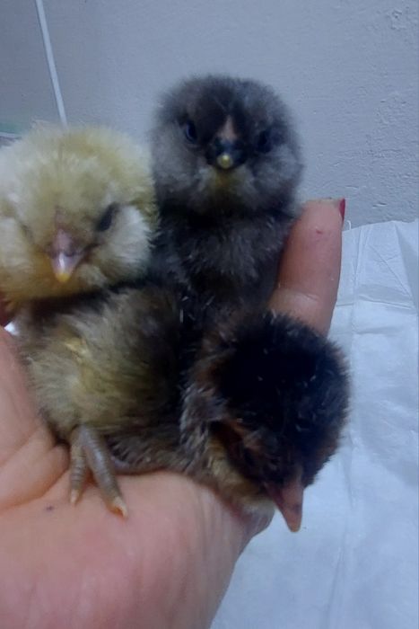 Цыплята помесные