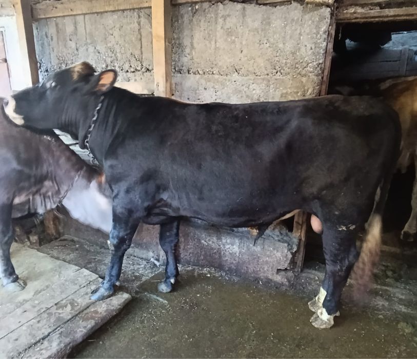 Продам  срочно быка . 1,5 года