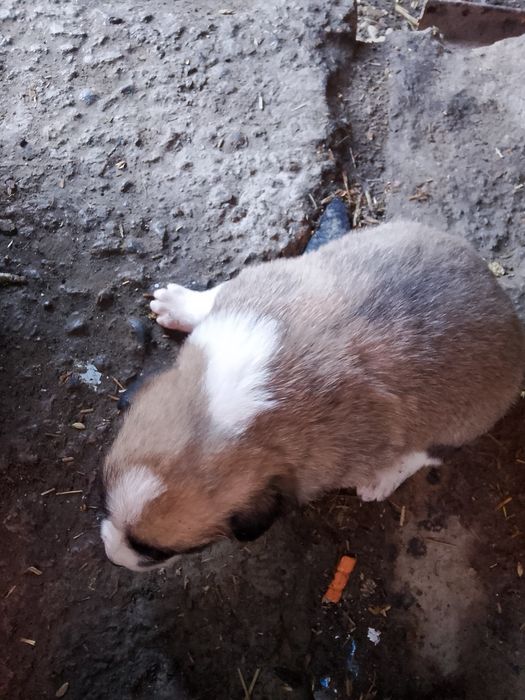 Продаётся щенок алабай мальчик