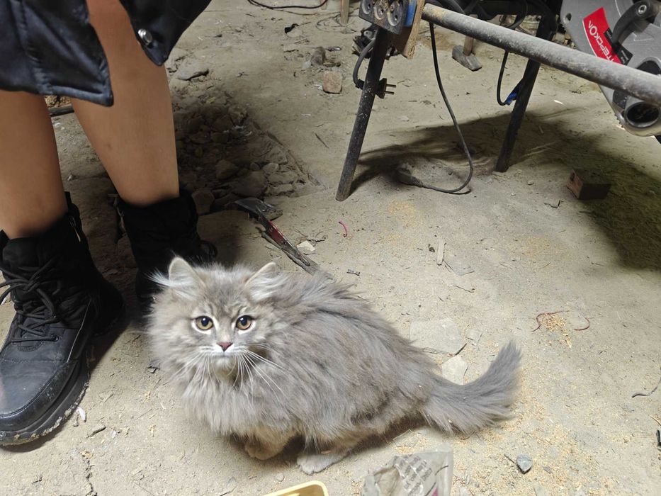 Котенок ищет дом