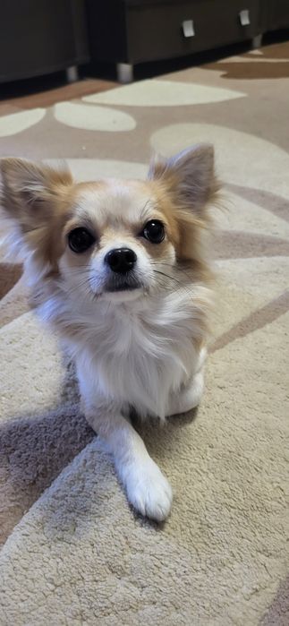 Чихуахуа вязка кобель