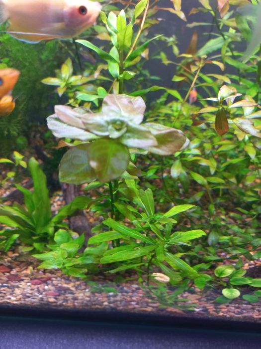 Аквариум хамда растения хизмати