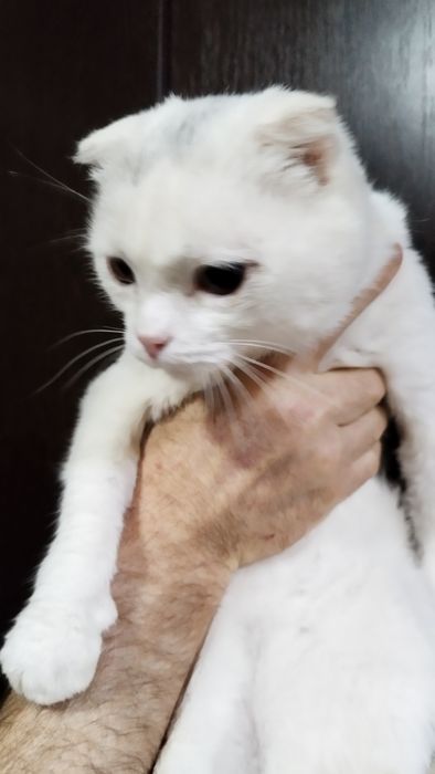 Отдам в добрые руки