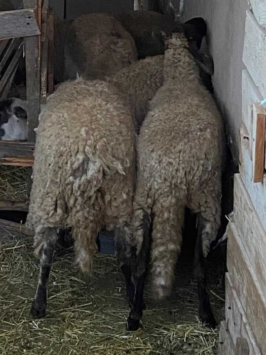 Vand 15 carlani carabasi