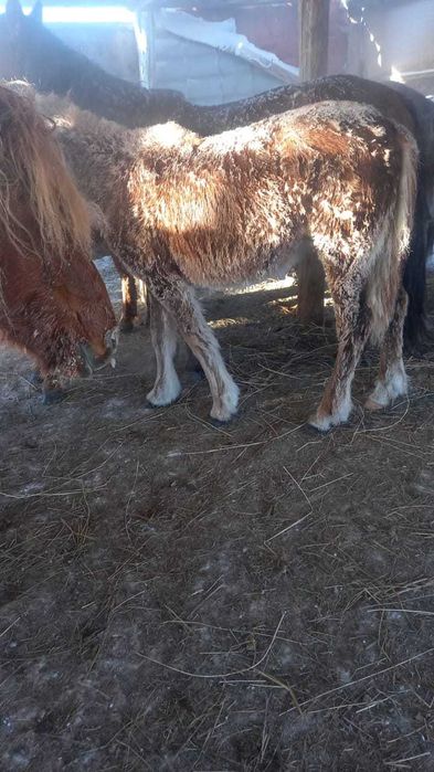 Жылқы сатамын / Продам лошадей