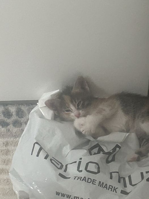 Котенки милашкии