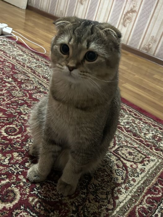 Вязка Шотландский вислоухий кот