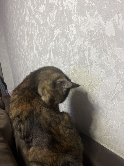 Кошечку Мию отдам