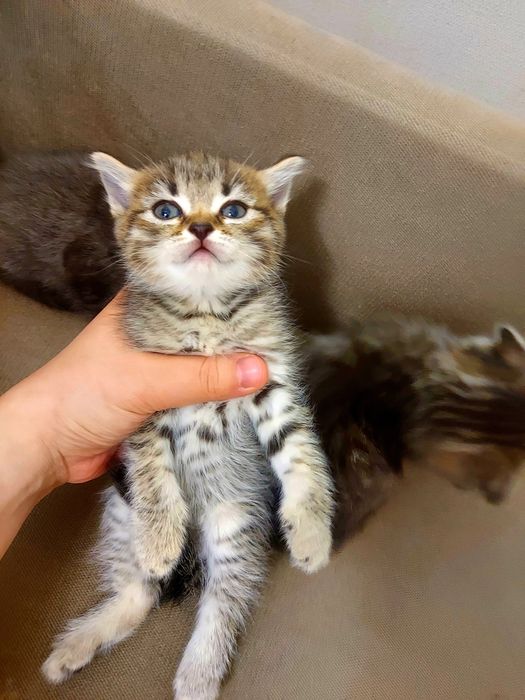 Шотландские котята
