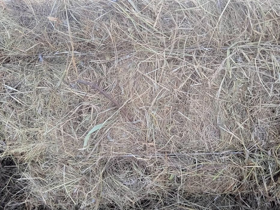 Продаю сено в тюках первый скос