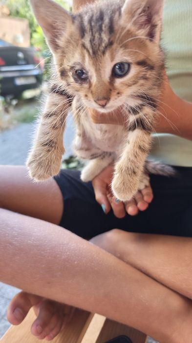Подарявам котета