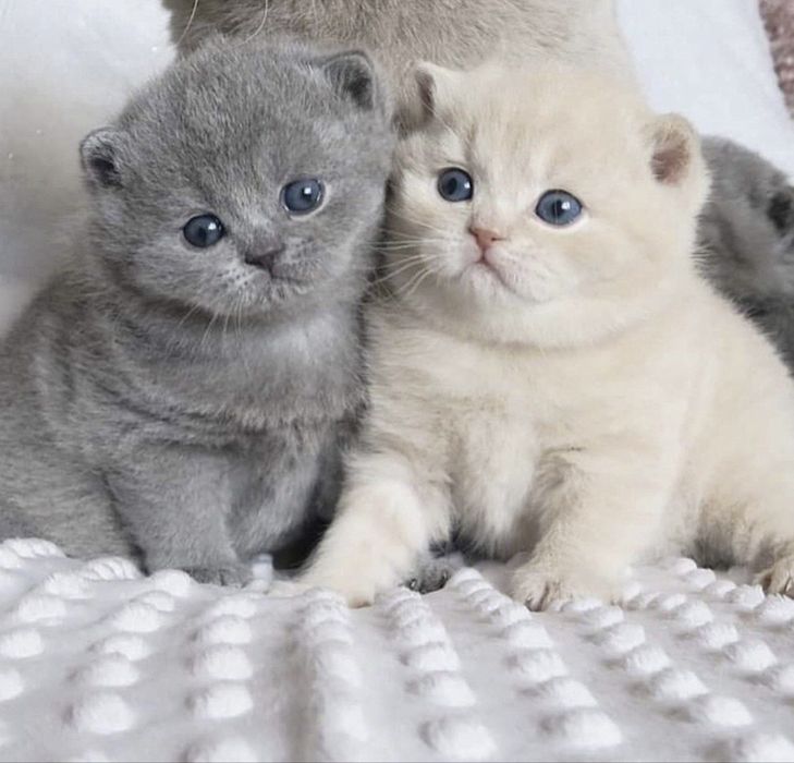 Британский Шиншилла Чистокровный Угл киз