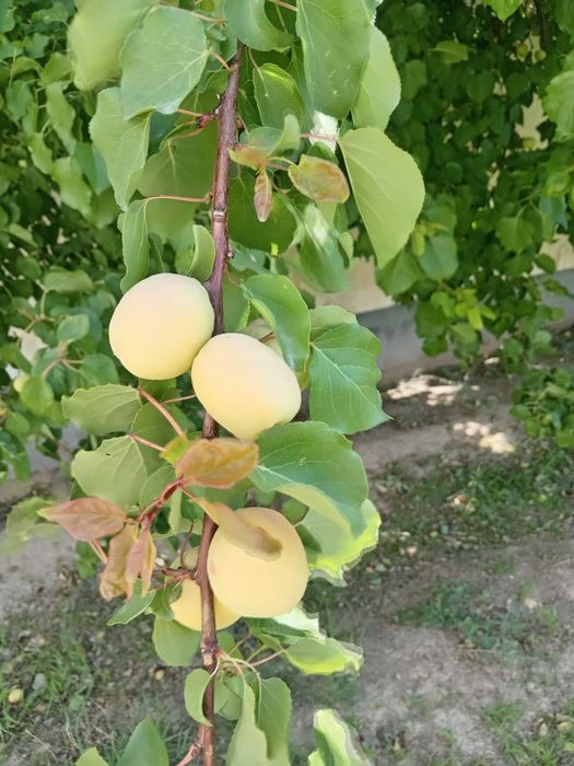 Продаётся урюк сушёный