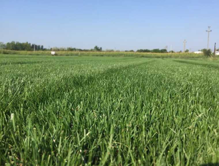 Gazon Premium pentru Amenajări Exterioare