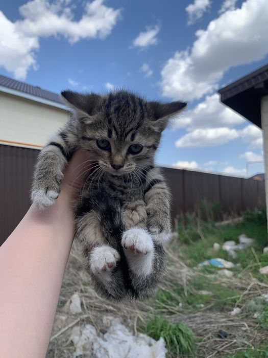 Котята 2 месяца.
