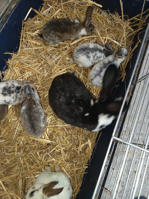Vând iepurași bine îngrijiți