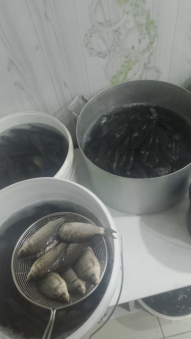 Малек живец Караси