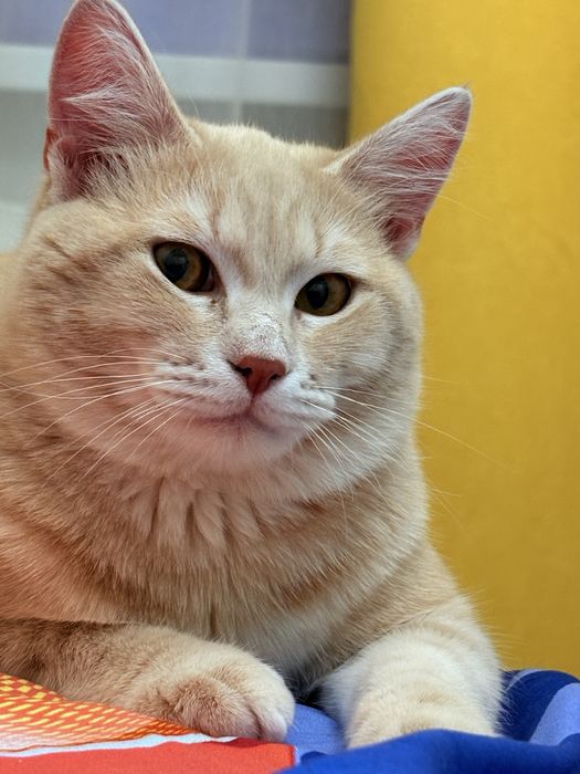 Отдам рыжего кота