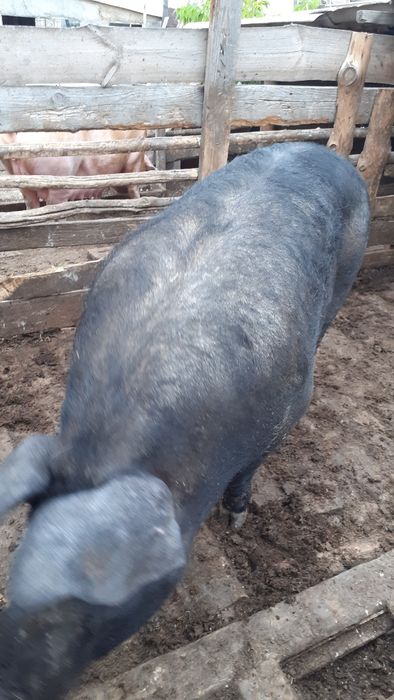 Продаются крупные свиноматки