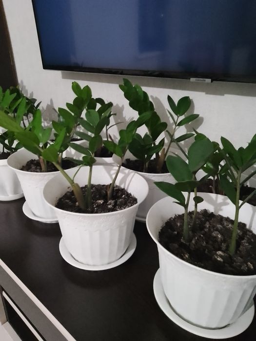 Продам цветы( доллоровое дерево)