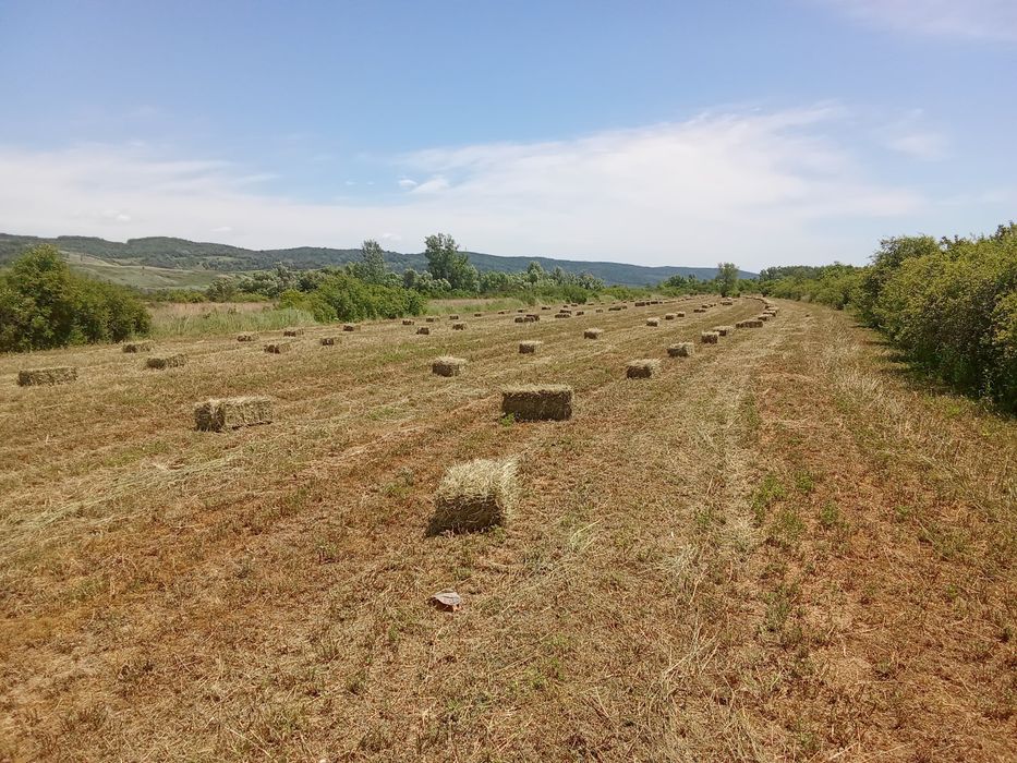Baloți de lucernă prima coasă