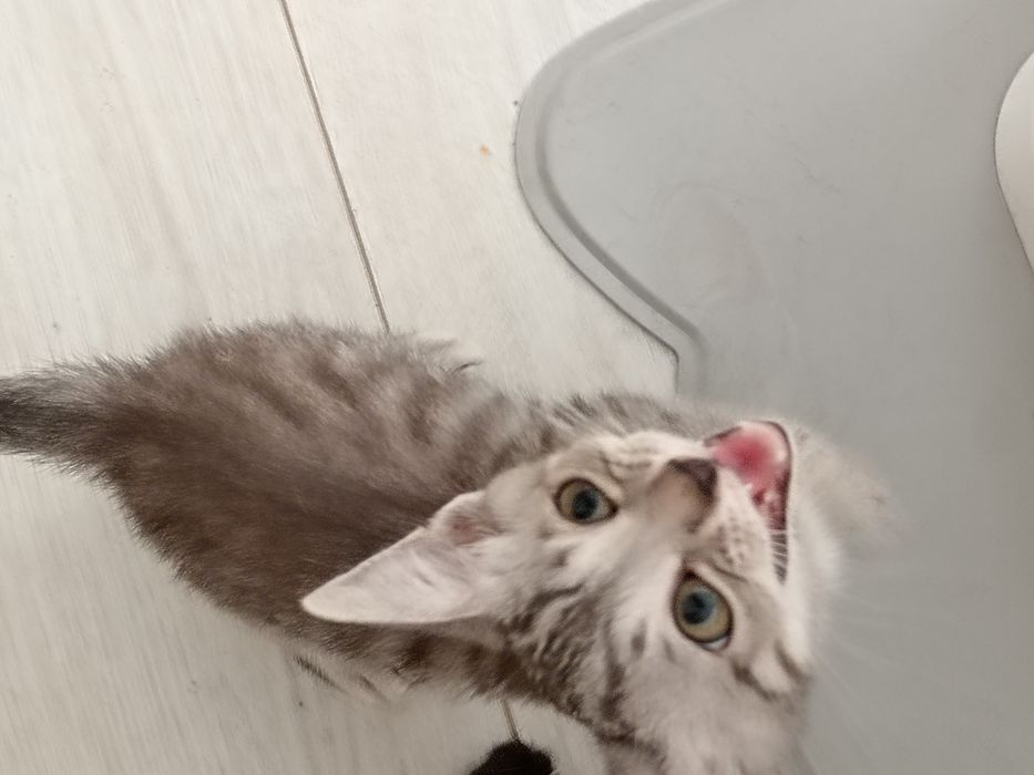 продаётся котенок