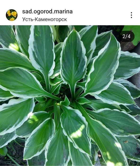 Продам цветы многолетние