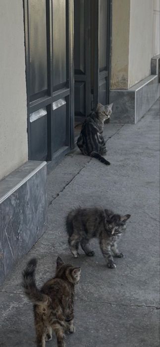 Отдам в добрые руки породистых котят