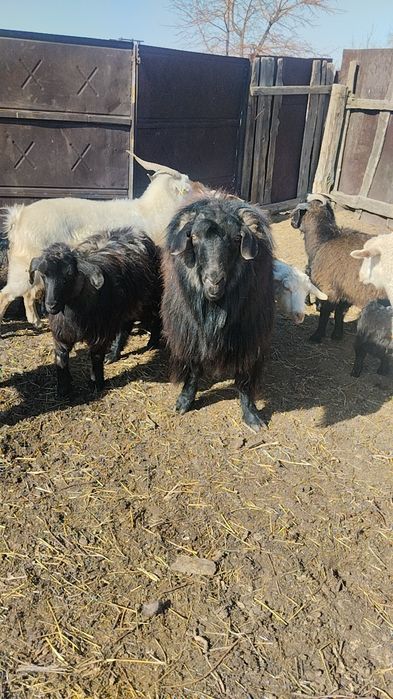 Продам Козла. Производитель.