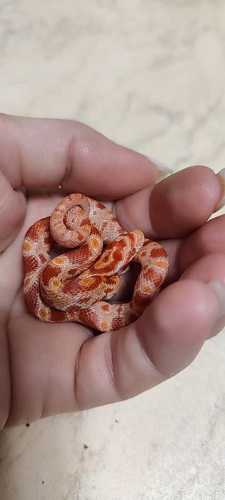 Маисовые полоз самка