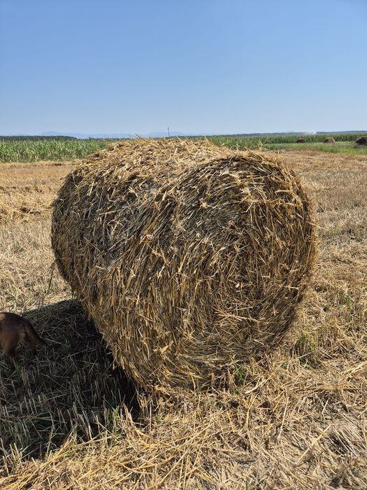 Vând baloți de paie