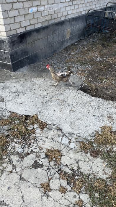 Продам куры и петухи