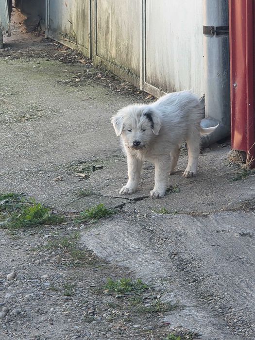 Ofer gratuit spre adopție 4 pui de câine – Deta, Timiș – URGENT