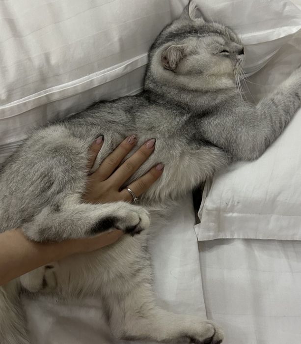 Серебристая шиншилла приглашает девочек для вязки