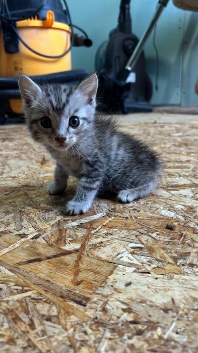 Отдам бесплатно котят